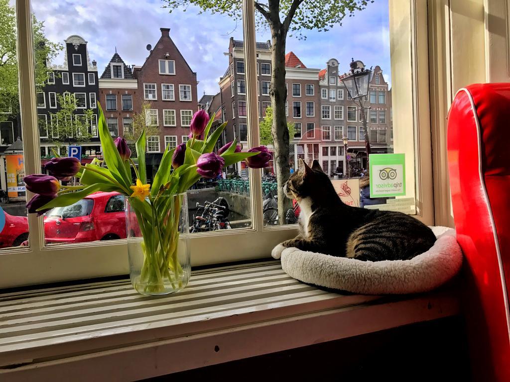 Tulip Of Frühstückspension